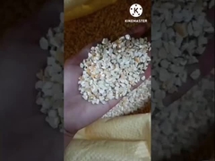 mesin ekstraksi minyak biji jagung